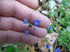 Veronica glauca