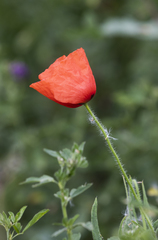 Papaver rhoeas