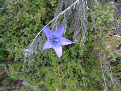 Campanula spatulata