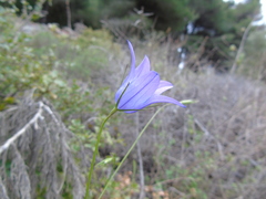 Campanula spatulata