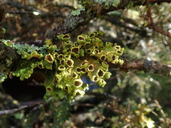 Crocodia rubella