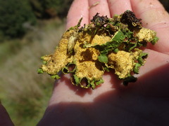 Crocodia rubella