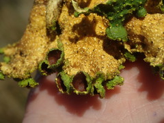 Crocodia rubella
