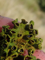 Crocodia rubella