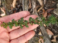 Acacia mitchellii