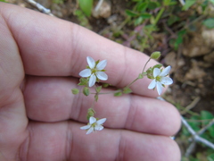 Arenaria leucadia
