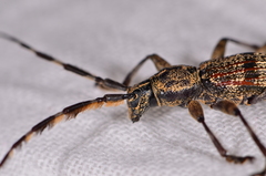 Hexatricha pulverulenta
