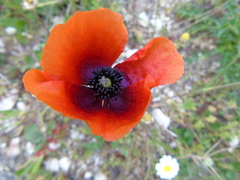 Papaver apulum