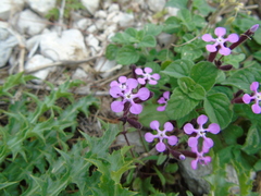 Saponaria calabrica