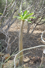 Pachypodium lamerei