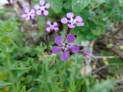 Saponaria calabrica