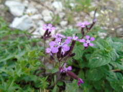 Saponaria calabrica
