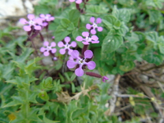 Saponaria calabrica