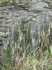 Typha orientalis