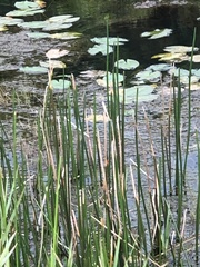 Typha orientalis