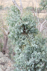 Eucalyptus albens