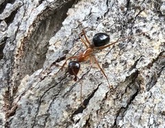 Camponotus terebrans