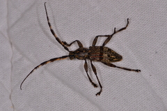 Hexatricha pulverulenta