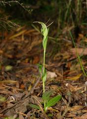 Pterostylis lustra