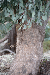 Eucalyptus albens