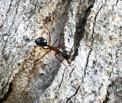 Camponotus terebrans