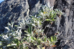 Brachyglottis greyi