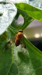 Chrysopilus nubecula