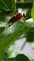 Chrysopilus nubecula