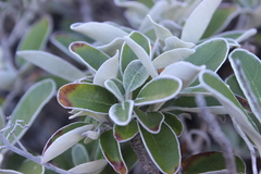 Brachyglottis greyi