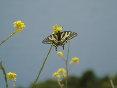 Papilio alexanor