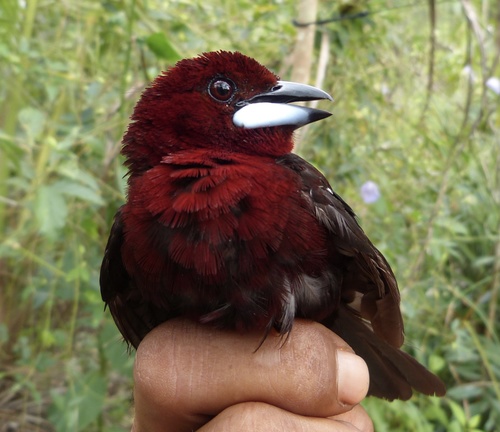 Silver-beaked Tanager (Ramphocelus carbo), photo 8