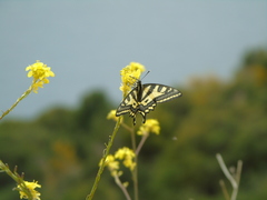 Papilio alexanor
