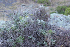 Brachyglottis greyi