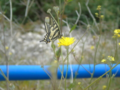 Papilio alexanor