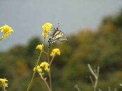 Papilio alexanor