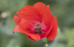 Papaver rhoeas