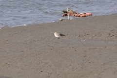 Pluvialis squatarola