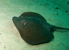 Trygonoptera imitata