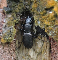 Mecodema crenaticolle
