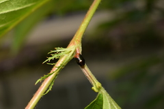 Hindoloides bipunctata