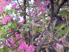 Callosciurus finlaysonii