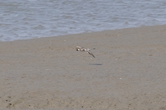 Pluvialis squatarola