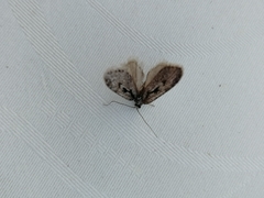 Semioscopis avellanella