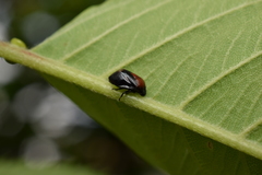Hindoloides bipunctata