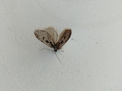 Semioscopis avellanella