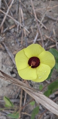 Pavonia cancellata