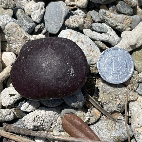Entada tonkinensis iNat (1)