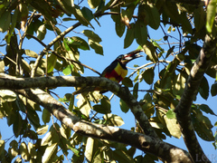 Pteroglossus castanotis