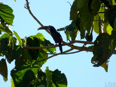 Pteroglossus castanotis