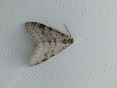 Trichopteryx carpinata